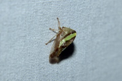 Smilia camelus