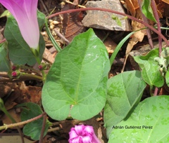 Ipomoea orizabensis novogaliciana