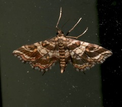 Contiger vittatalis