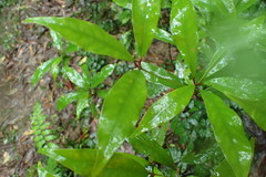 Machilus japonica