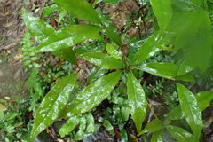 Machilus japonica
