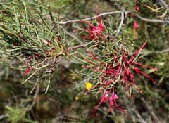 Hakea purpurea