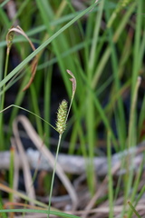 Carex striata
