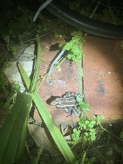 Lithobates palustris