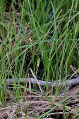 Carex striata