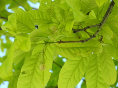 Dryocosmus quercuspalustris