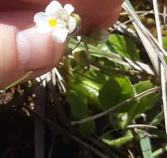 Pinguicula alpina