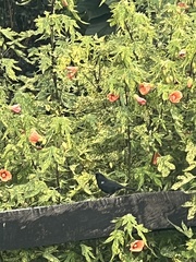 Diglossa lafresnayii