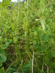 Spinulum annotinum alpestre