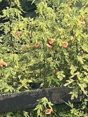 Diglossa lafresnayii