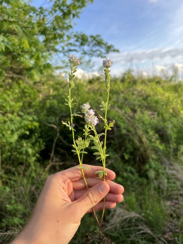 Brand's phacelia (Phacelia gilioides)