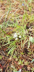 Lomatium geyeri