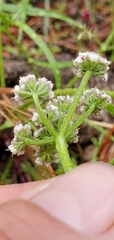 Lomatium geyeri