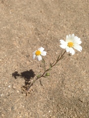 Layia glandulosa