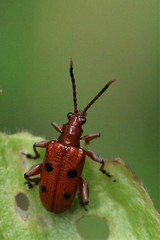 Lema quadripunctata