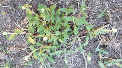 Gomphrena celosioides