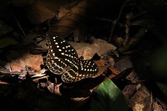 Lexias pardalis borneensis