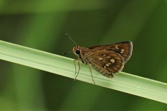 Taractrocera ardonia