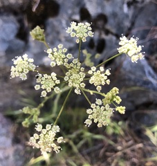 Perideridia californica