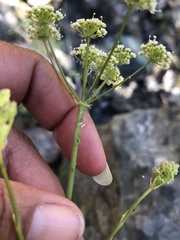 Perideridia californica