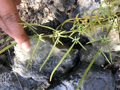 Perideridia californica