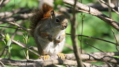 Tamiasciurus hudsonicus