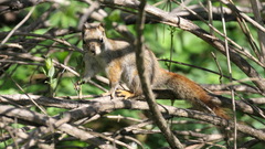 Tamiasciurus hudsonicus