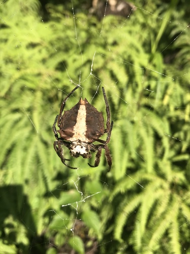 Caerostris extrusa