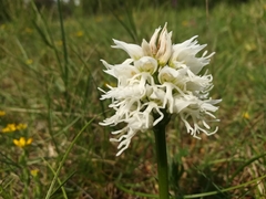Orchis simia