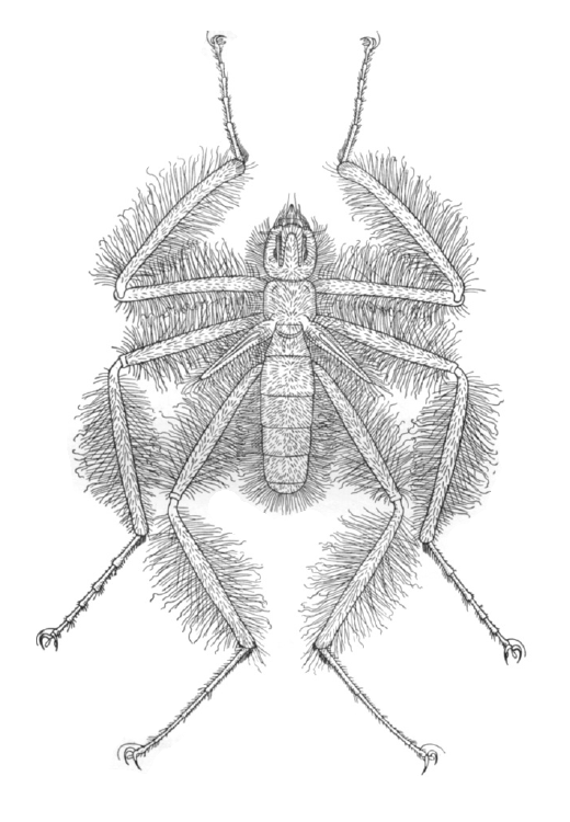 Frightful Hairy Flies