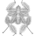 Mormotomyiidae - Photo 
Ernest Edward Austen (1867–1938), sin restricciones conocidas de derechos (dominio público)
