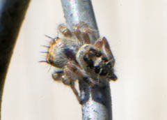 Phidippus putnami