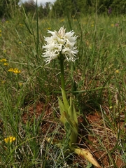 Orchis simia
