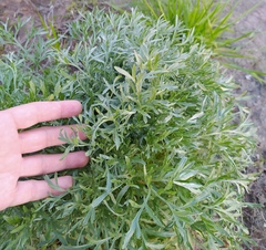 Artemisia sieversiana