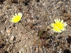 Malacothrix glabrata