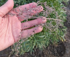 Artemisia sieversiana
