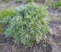 Artemisia sieversiana
