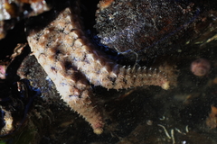 Stylasterias forreri