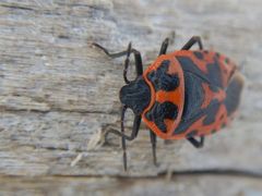 Eurydema spectabilis