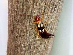 Forficula smyrnensis