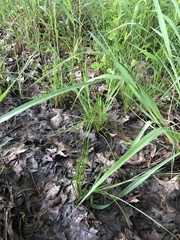 Isoetes melanopoda