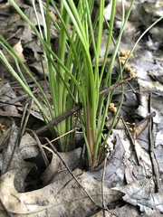 Isoetes melanopoda