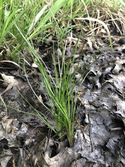 Isoetes melanopoda