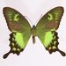 Papilio neumoegeni - Photo 
Yale Peabody Museum of Natural History; photo by Nicole M. Palffy-Muhoray 2019, δεν υπάρχουν γνωστοί περιορισμοί πνευματικών δικαιωμάτων (Κοινό Κτήμα)