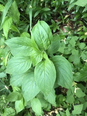 Hybanthus concolor