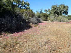 Chorizanthe douglasii