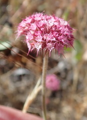 Chorizanthe douglasii