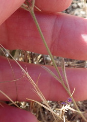 Chorizanthe douglasii