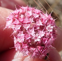 Chorizanthe douglasii