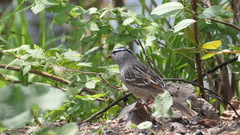Zonotrichia leucophrys